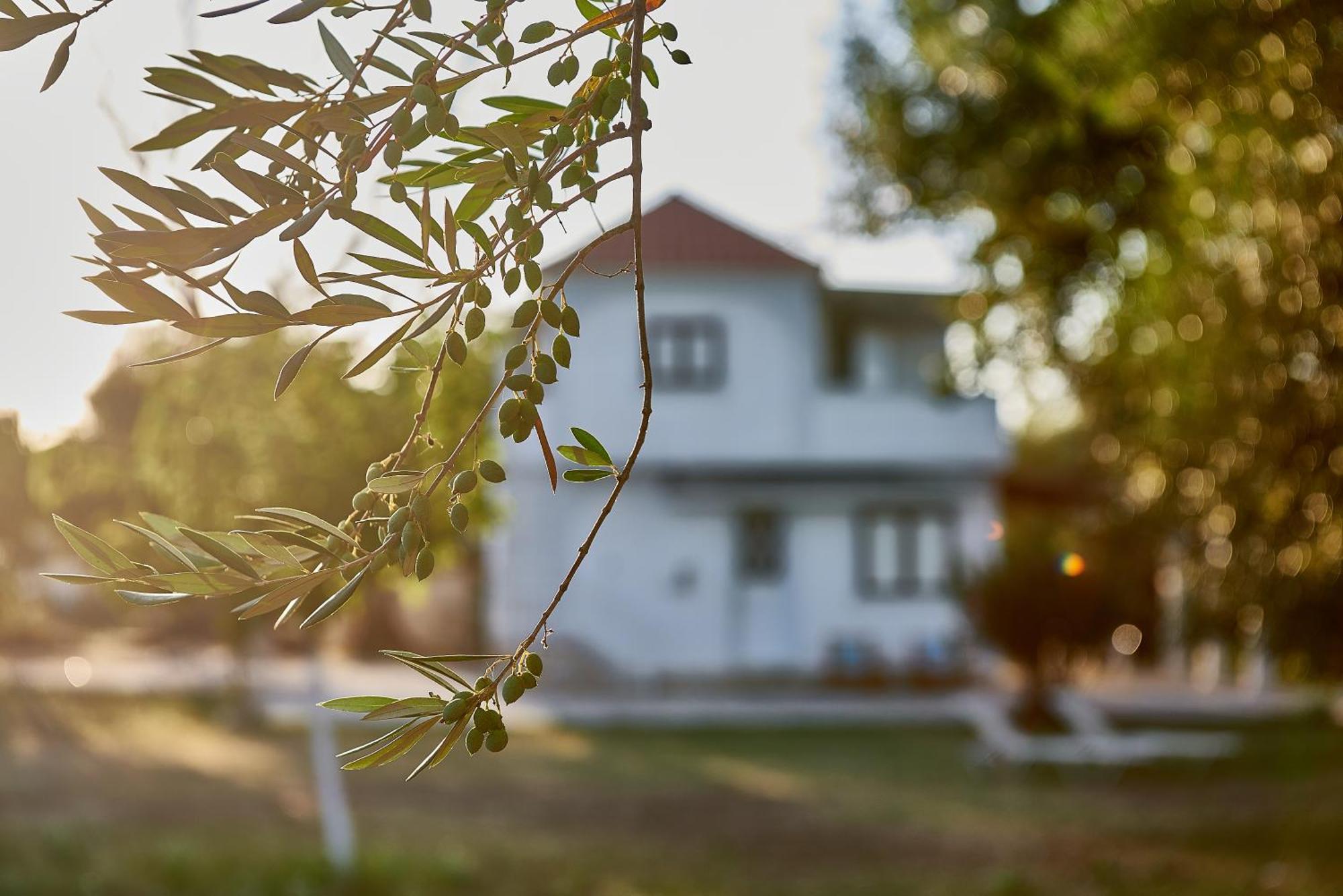 Villa Rania / Zante Drosia Kipszéli Kültér fotó