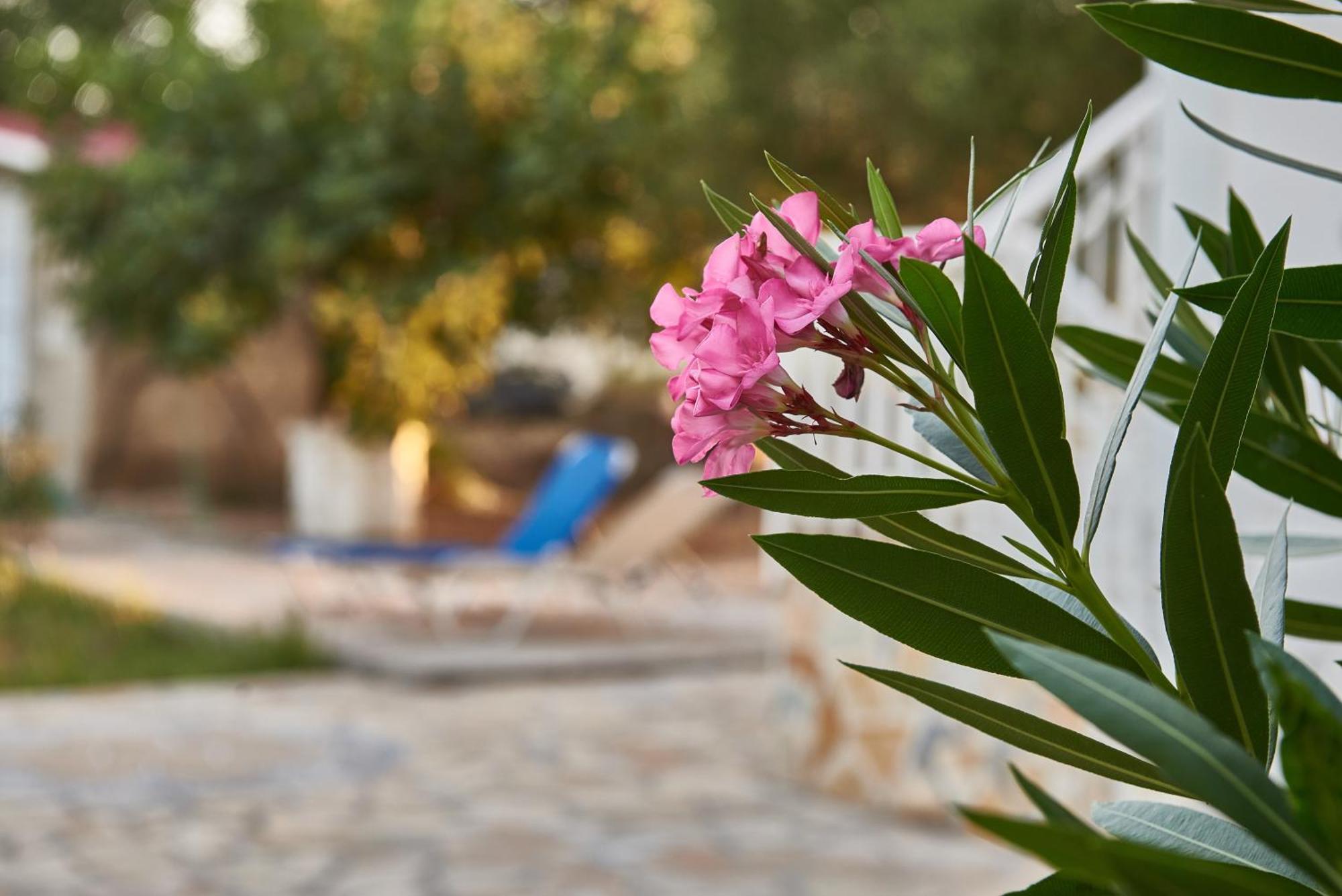 Villa Rania / Zante Drosia Kipszéli Kültér fotó