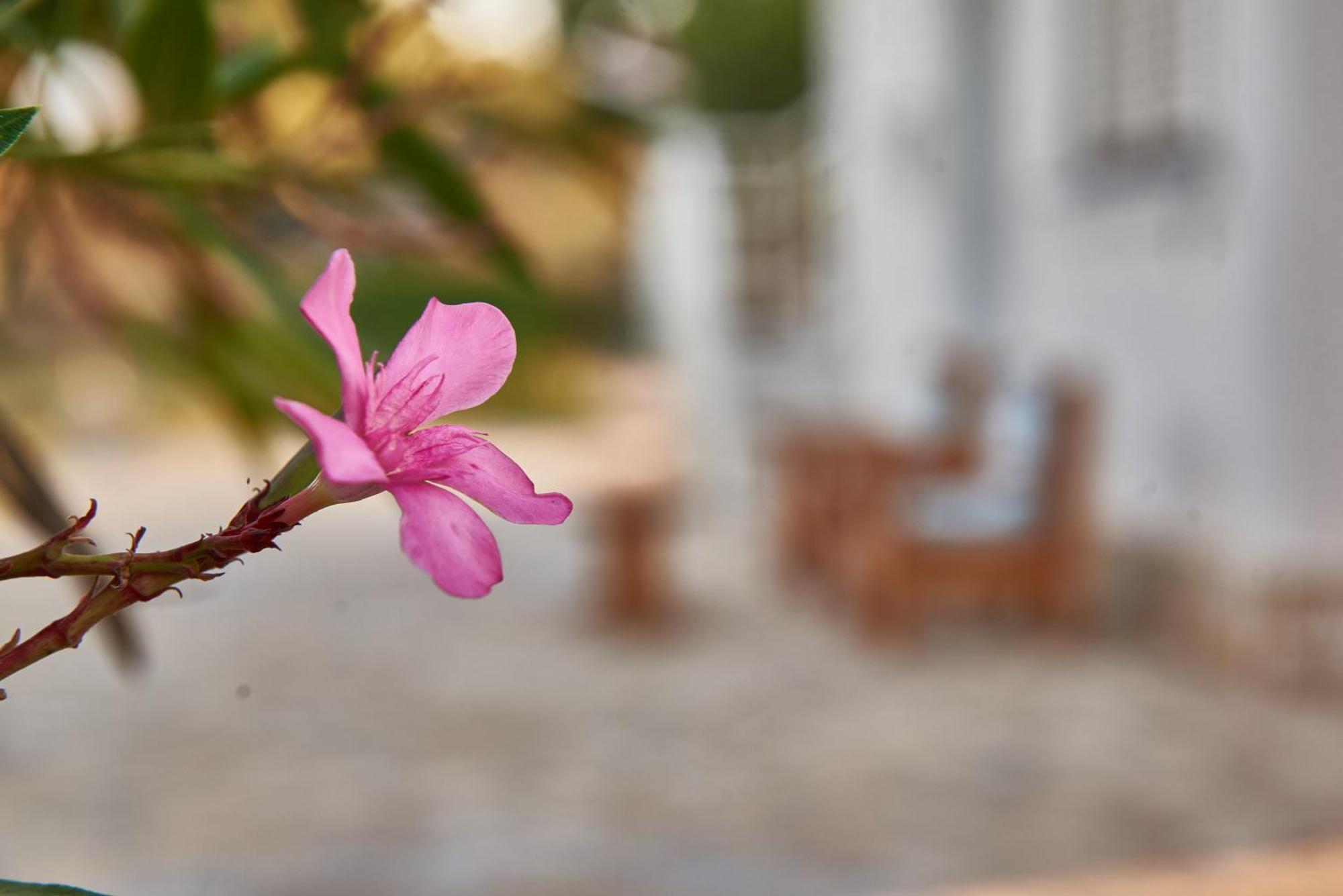 Villa Rania / Zante Drosia Kipszéli Kültér fotó