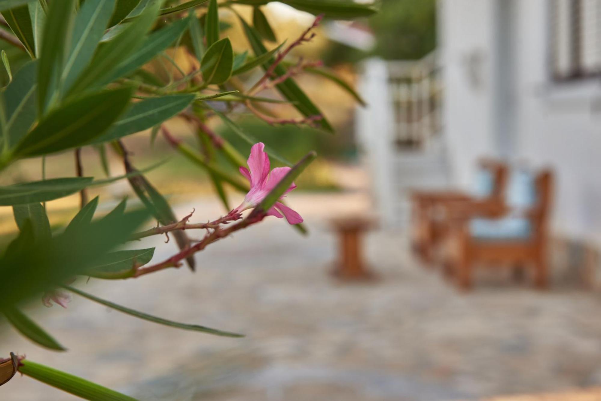 Villa Rania / Zante Drosia Kipszéli Kültér fotó